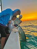 Tarpon