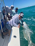 Tarpon