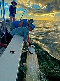 Tarpon