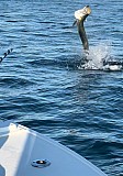 Tarpon