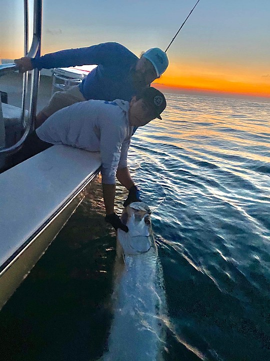 Tarpon