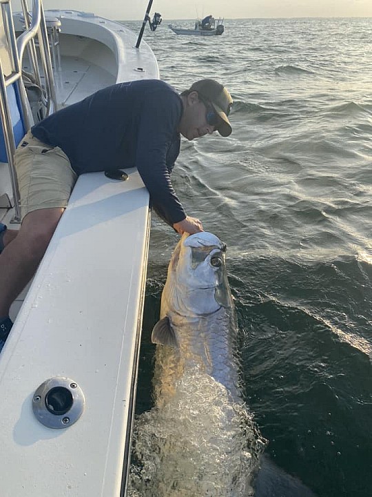 Tarpon